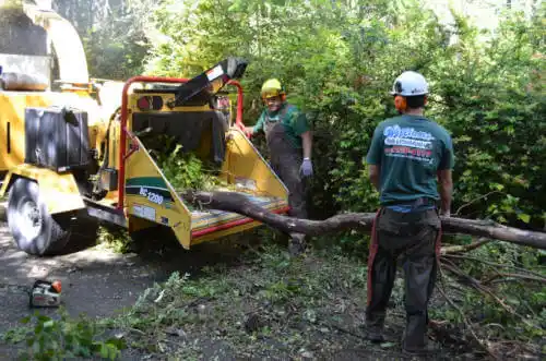 tree services Chadwick